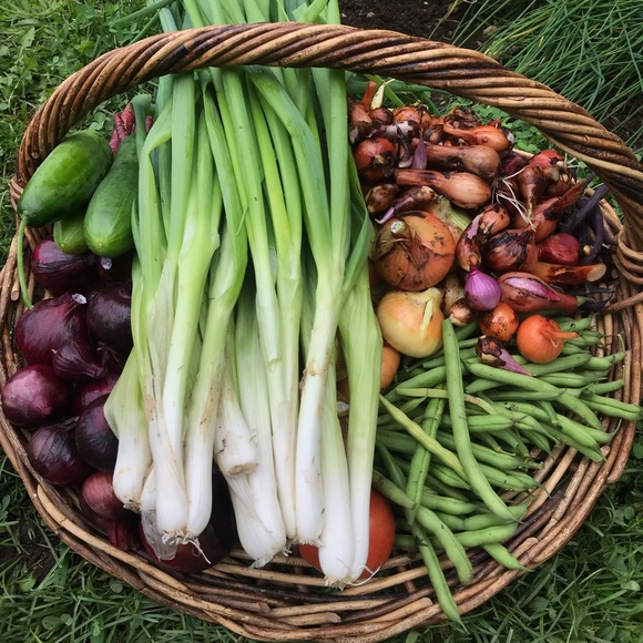 Hi🌿 - Picture 4 of 7